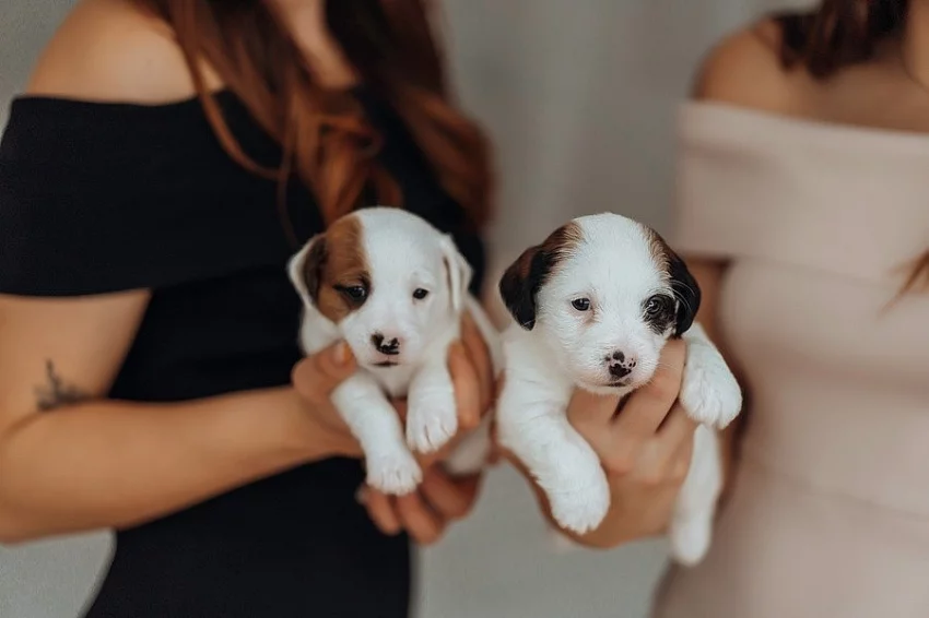 Štěňátka Jack Russel k rezervaci