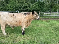 Prodám plemenného býka Galloway