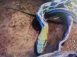 Užovka tenkoocasá (Orthriophis taeniurus)