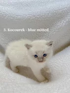 Ragdoll koťátka