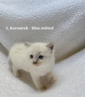 Ragdoll koťátka