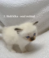 Ragdoll koťátka