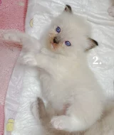 Ragdoll koťátka