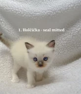 Ragdoll koťátka