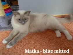 Ragdoll koťátka