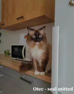 Ragdoll koťátka