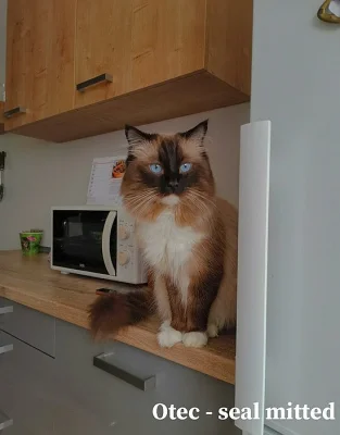 Ragdoll koťátka
