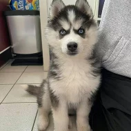 LETI-Sibiřský husky