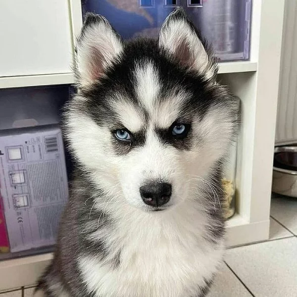 LETI-Sibiřský husky