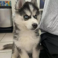 LETI-Sibiřský husky