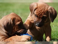 Rhodézský ridgeback