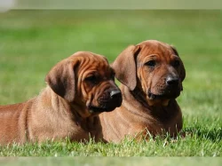 Rhodézský ridgeback