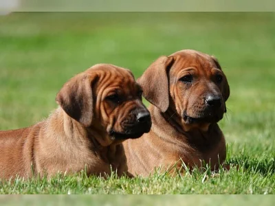Rhodézský ridgeback
