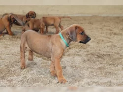 Rhodézský ridgeback