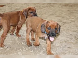 Rhodézský ridgeback