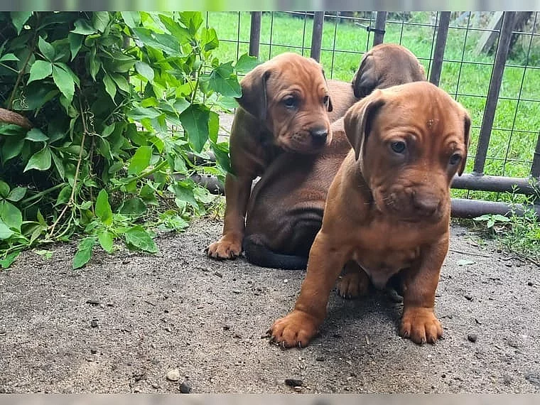 Rhodézský ridgeback