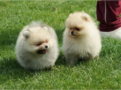 Německý špic trpasličí (Pomeranian)
