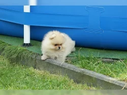Německý špic trpasličí (Pomeranian)