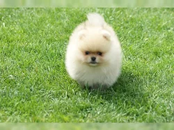 Německý špic trpasličí (Pomeranian)