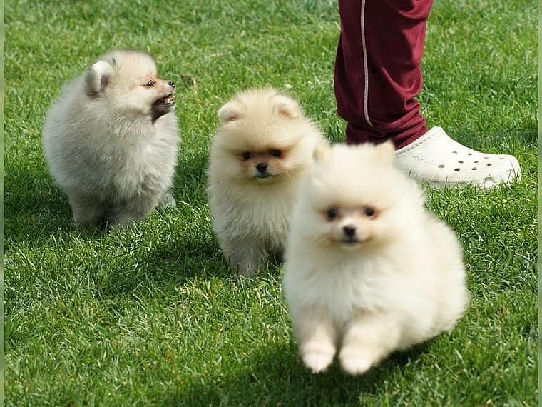 Německý špic trpasličí (Pomeranian)