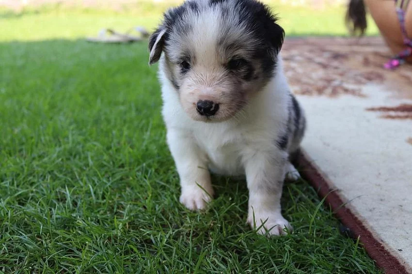 Prodám štěňata Border Kolie