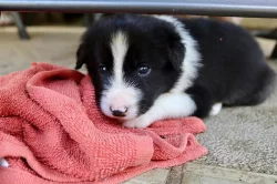 Prodám štěňata Border Kolie