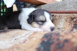 Prodám štěňata Border Kolie