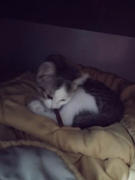 Kote