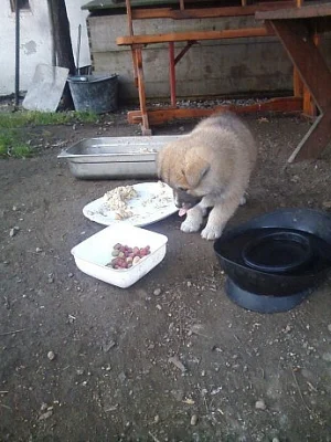 Akita-Inu nádherná fenka