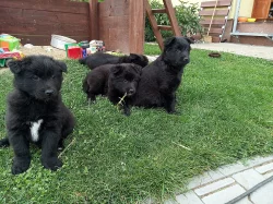 Štěňátko Belgického ovčáka Groenendael