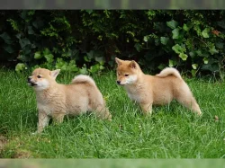 Shiba Inu s PP