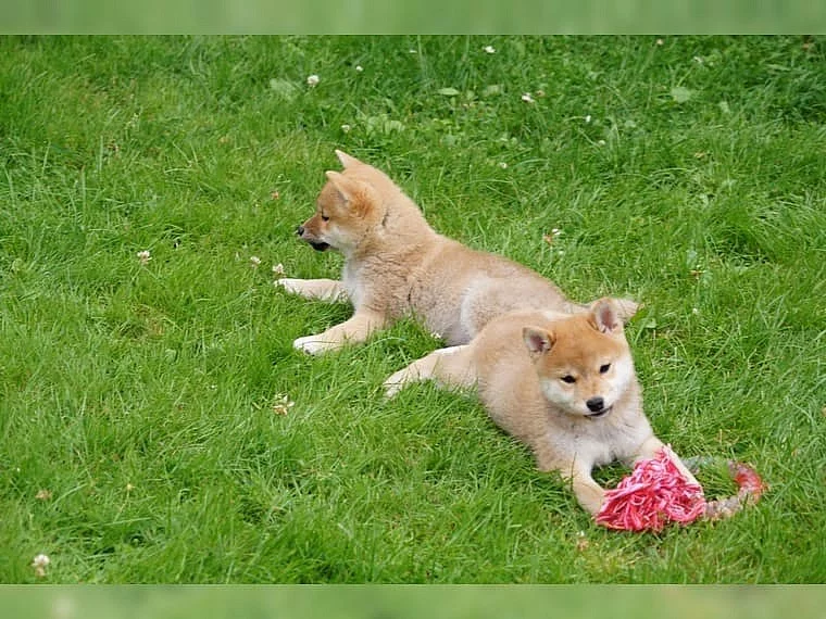 Shiba Inu s PP