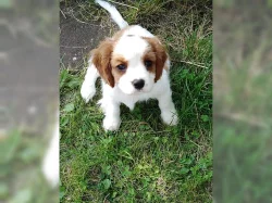 Kavalír king charles španěl štěňata připraven