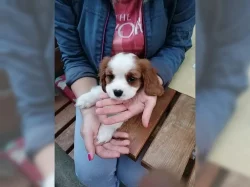 Kavalír king charles španěl štěňata připraven