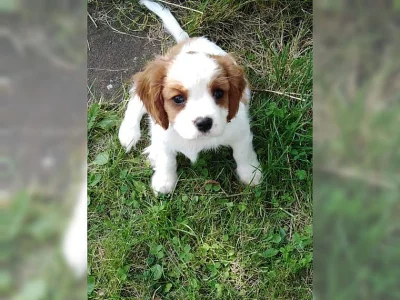 Kavalír king charles španěl štěňata