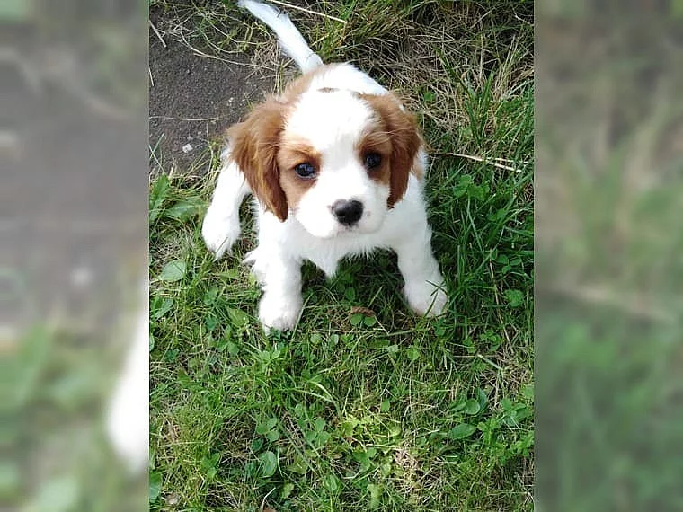 Kavalír king charles španěl štěňata