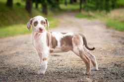 Louisiansky Leopardi Pes - Catahoula - s PP