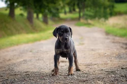 Louisiansky Leopardi Pes - Catahoula - s PP