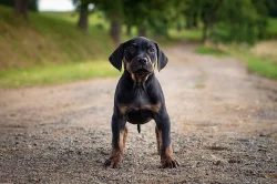 Louisiansky Leopardi Pes - Catahoula - s PP