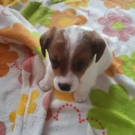 Jack russle teriér bez PP