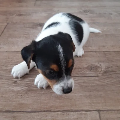 Jack russle teriér bez PP