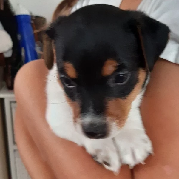 Jack russle teriér bez PP