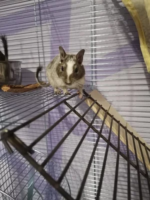 Prodám dva osmáky degu i s vybavením