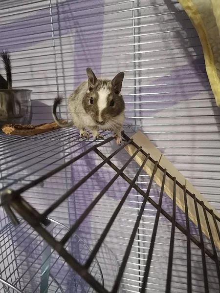 Prodám dva osmáky degu i s vybavením