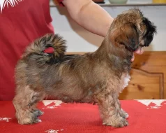 lhasa apso