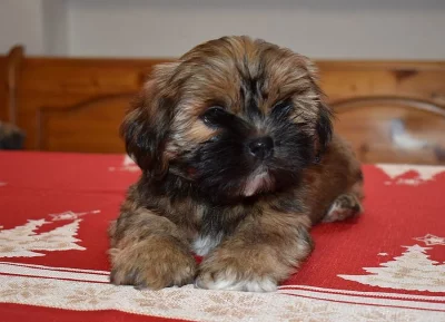 lhasa apso