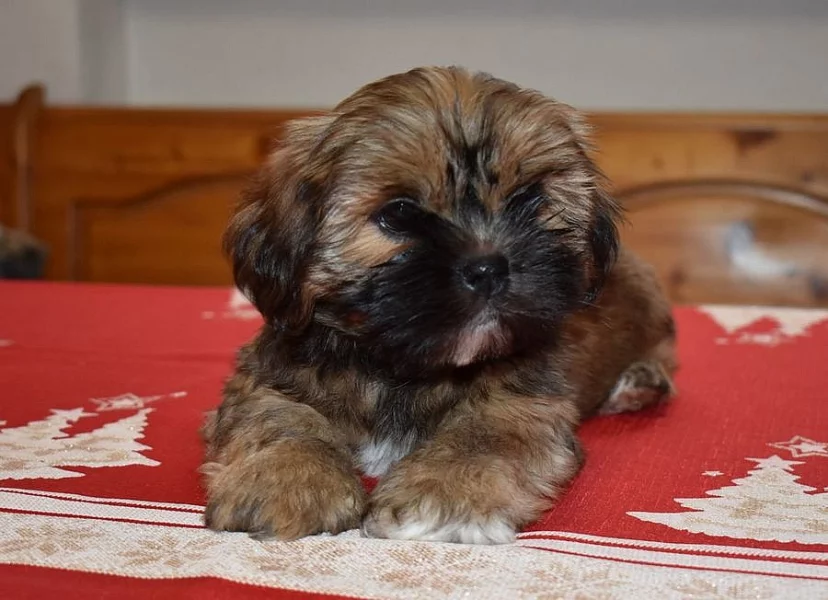 lhasa apso