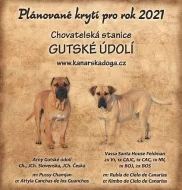 Kanárská doga