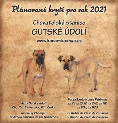 Kanárská doga