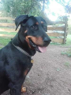 Beauceron